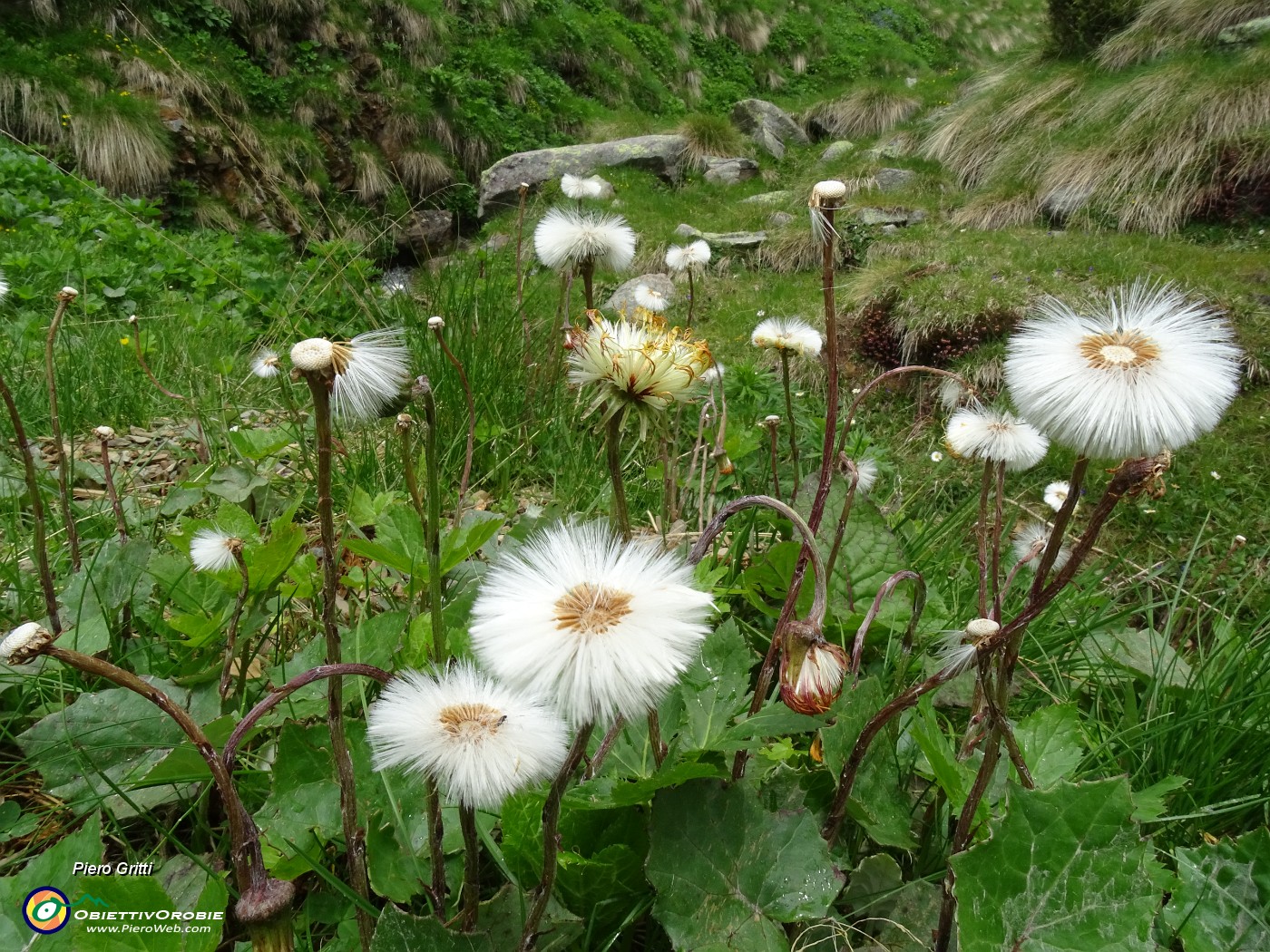 72 Tussilago farfara (Tossillagine comune) in frutto (pappi).JPG